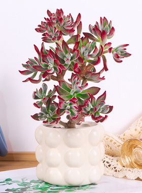 锦晃星多肉老桩盆栽名贵法师多肉绿植室内桌面趣味红兔耳朵花卉