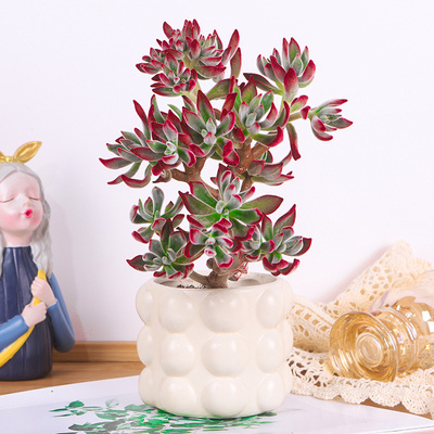 锦晃星多肉老桩盆栽名贵法师多肉绿植室内桌面趣味红兔耳朵花卉