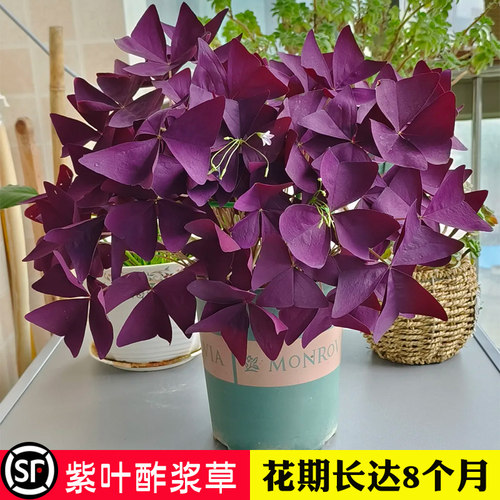 紫叶酢浆草种球紫蝴蝶盆栽带花幸运草三叶炸浆植物花卉多年生四季