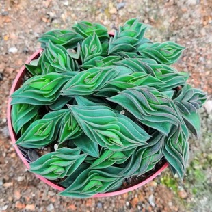 一帆风顺锦上添花多肉植物室内盆栽组合创意礼物懒人好养招财进宝