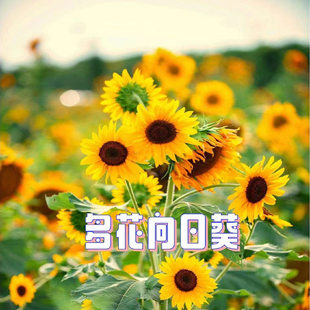夺魁多头向日葵种子观赏食用花店切花葵花油葵矮秆室内外阳台盆栽