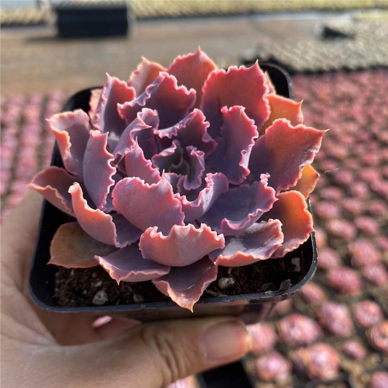 晚霞之舞多肉植物新手好养办公室绿植花卉多头群生多肉绿植