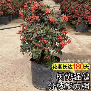 火棘盆景老桩救军粮叫鸡粮苗栽小苗带刺观果耐寒寓意红红火火