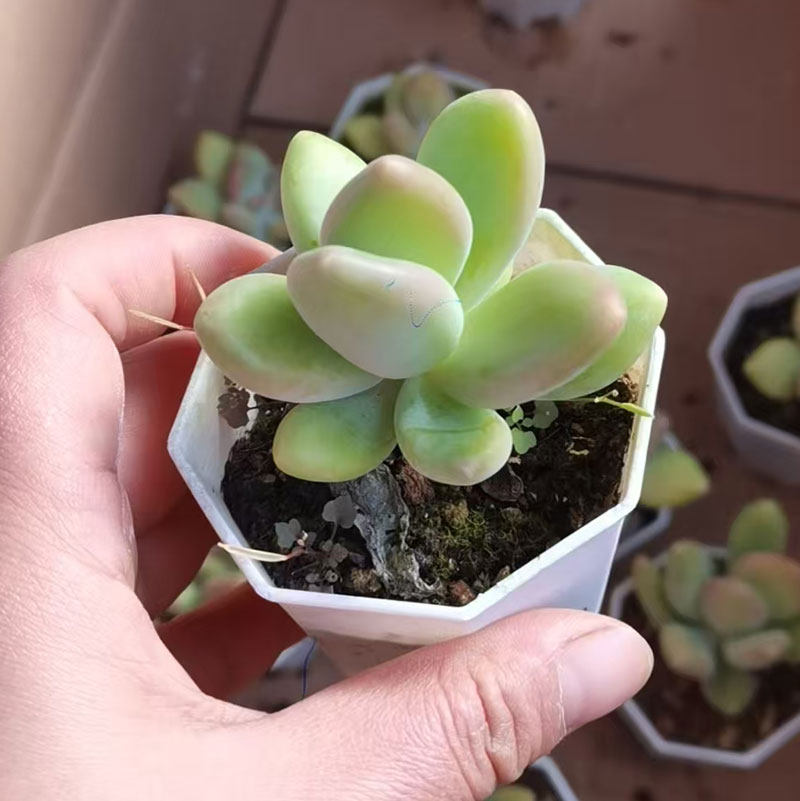 芒果奶多肉植物室内盆栽景天科金蝉美人指果冻粉系控养阳台花卉