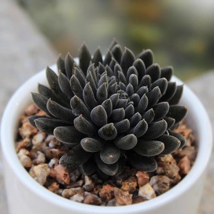 滇石莲多肉植物黑色系稀有贵货小盆栽绿植群生肉肉植物组合花卉