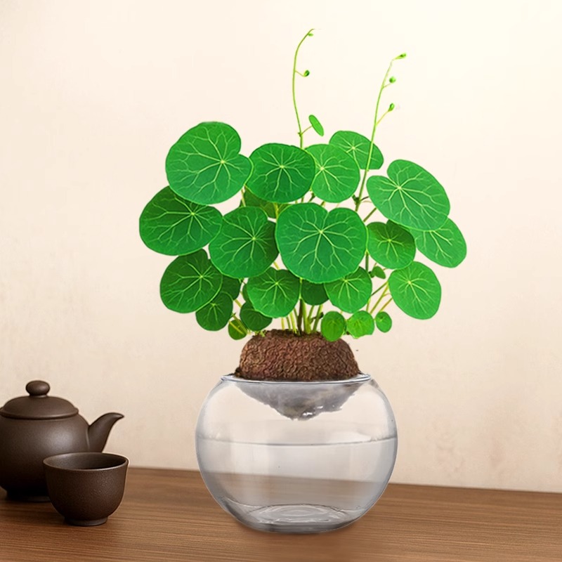 山乌龟水培绿植红藤铜钱圆叶爬藤盆栽室内阳台桌面懒人花卉旺发财