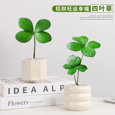 墨西哥铁树四叶幸运草盆栽多肉植物室内盆栽室内办公桌简约小盆景