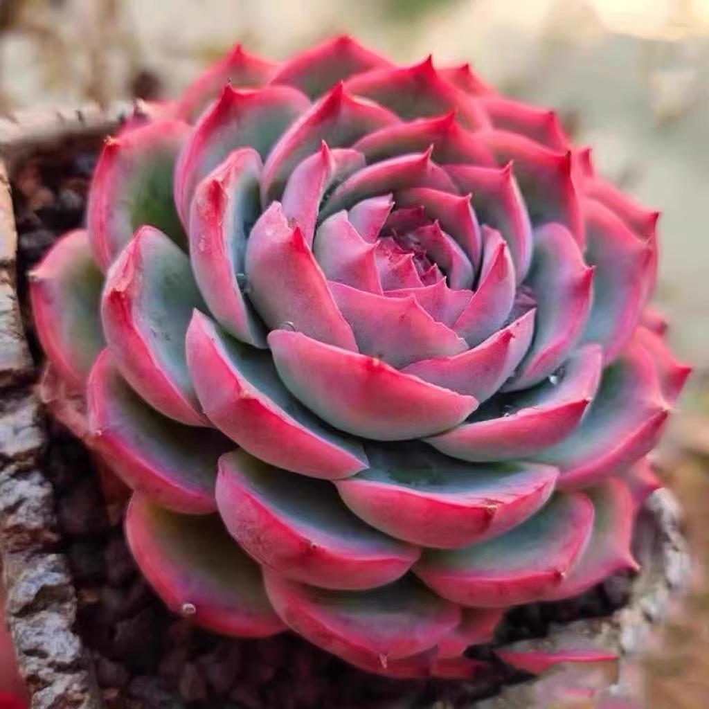 草又生侧影红边系植物组合