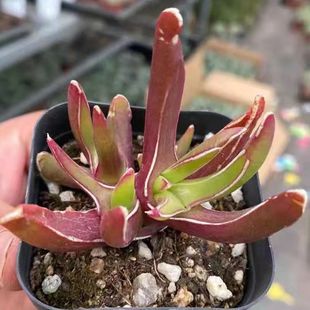 新妖多肉植物多头珊瑚红色美观趣味室内阳台桌面盆栽绿植花卉园艺