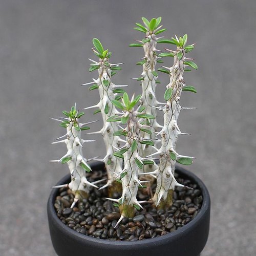 地狱魔针马达加斯龙树科仙人掌