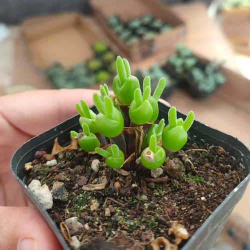 兔耳朵多肉番杏科小兔子