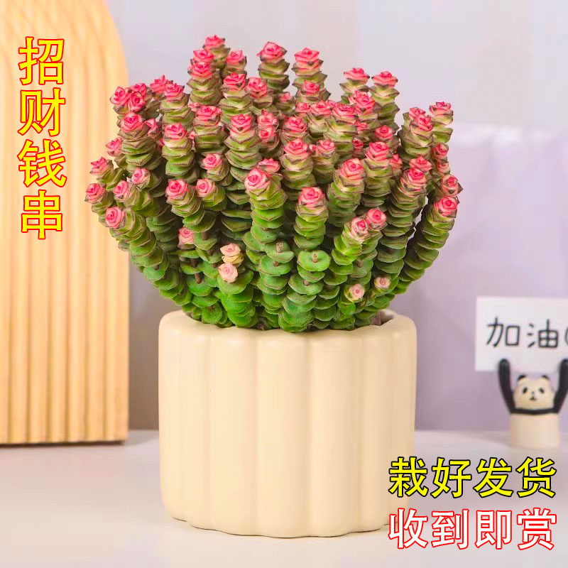 彩色钱串锦多肉植物室内新手好养肉肉红心钱串子稀有品种花卉盆栽