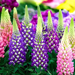 羽扇豆种子鲁冰花花种籽子春秋播种庭院花境花海易种花种盆栽阳台