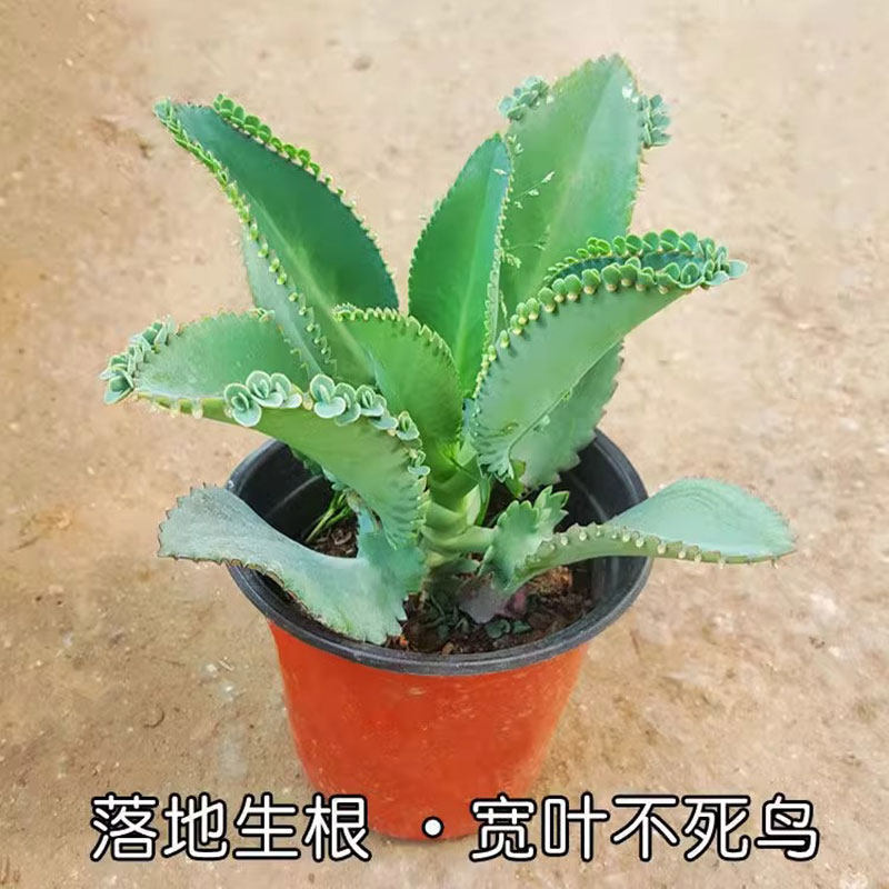 不死鸟多肉植物宽叶不死鸟盆栽蕾丝公主大叶落地生根耐热好养活,鲜花速递/花卉仿真/绿植园艺,多肉植物,淘宝优惠券,粉丝福利购,淘宝优惠卷