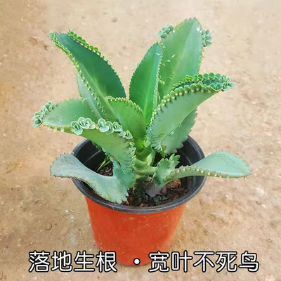 不死鸟多肉植物宽叶不死鸟盆栽蕾丝公主大叶落地生根耐热好养活