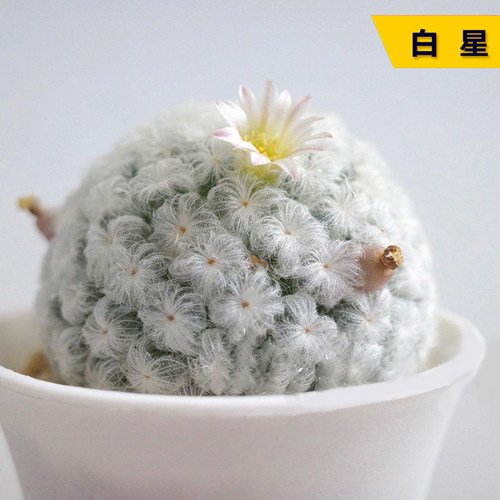 白星仙人球实生好养活新手毛茸茸软刺仙人掌类开花盆栽室内桌面花
