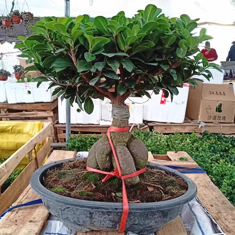 人参榕大小榕树台湾虎皮榕绿植盆栽花卉福建茶盆景办公室榆树