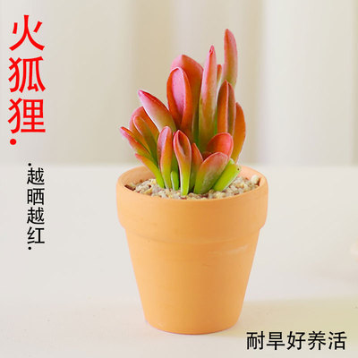 火狐狸多肉植物室内小盆栽高端肉肉植物带盆红色九尾狐狸室内盆栽