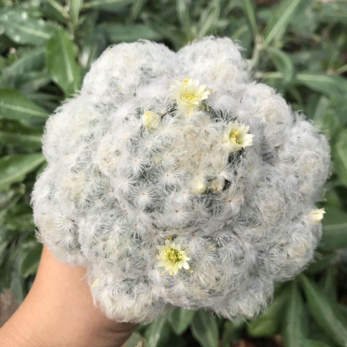 多头群生软刺白星仙人球开花可爱毛茸植物阳台桌面萌球多肉盆栽