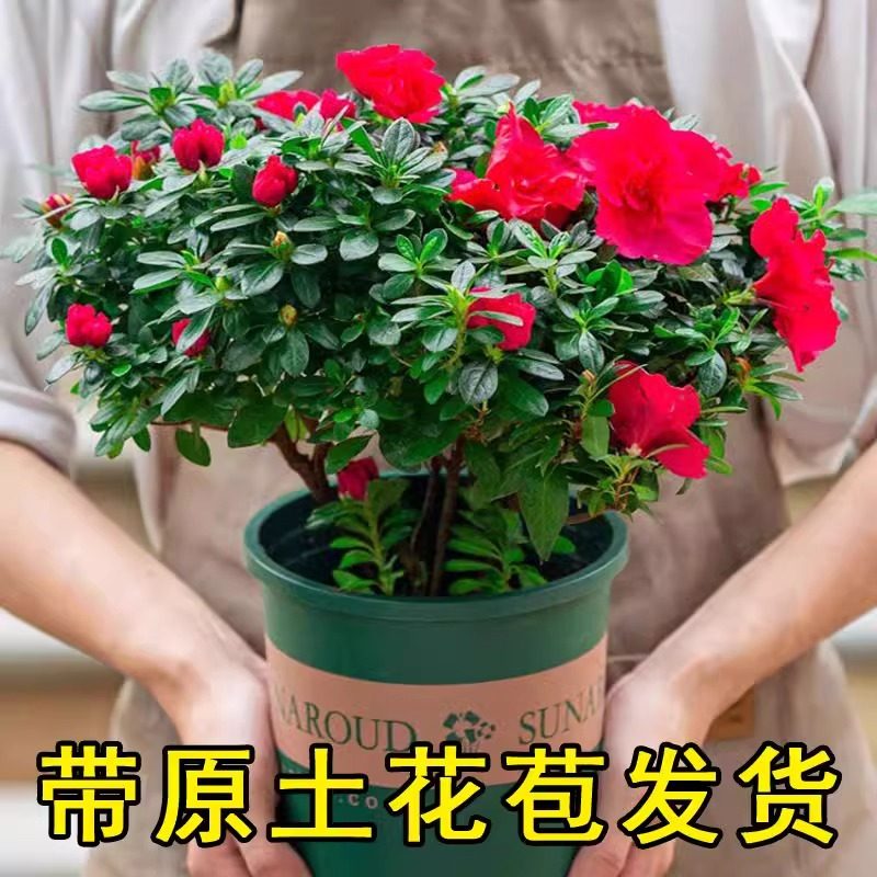 盆栽冬季年宵杜鹃花四季花开