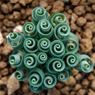 弹簧草【宽叶】多肉块根种球植物开花好养室内办公室奇趣盆栽