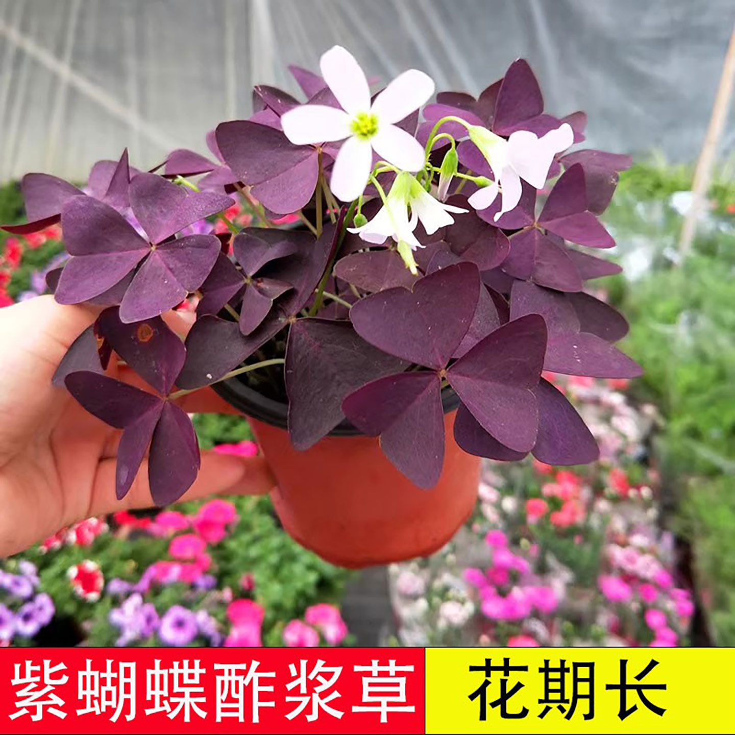 紫叶酢浆草种球幸运草多年生盆栽紫蝴蝶花卉紫色酢浆草炸酱草种子