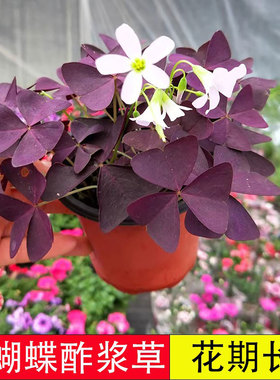 紫叶酢浆草种球幸运草多年生盆栽紫蝴蝶花卉紫色酢浆草炸酱草种子