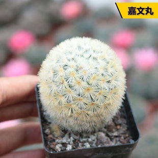 精品乳突属实生根 嘉文丸仙人球 开花漂亮客厅室内美观小盆栽植物