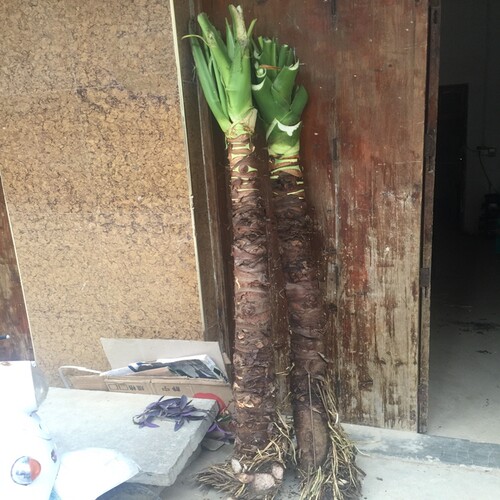 客厅滴水观音盆栽大海芋霸王芋水培土培花卉室内植物吸甲醛防雾霾