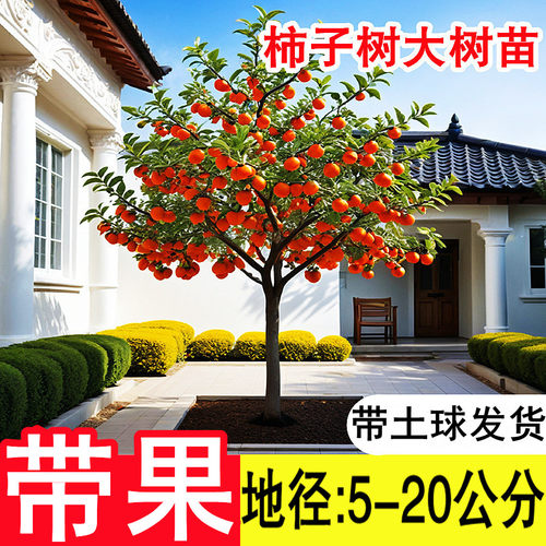 带土球发货火晶脆甜柿子树果苗