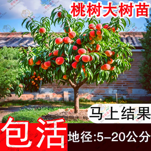 特大冬桃树果苗果树嫁接黄桃油桃盆栽地栽南北方四季种植庭院大树