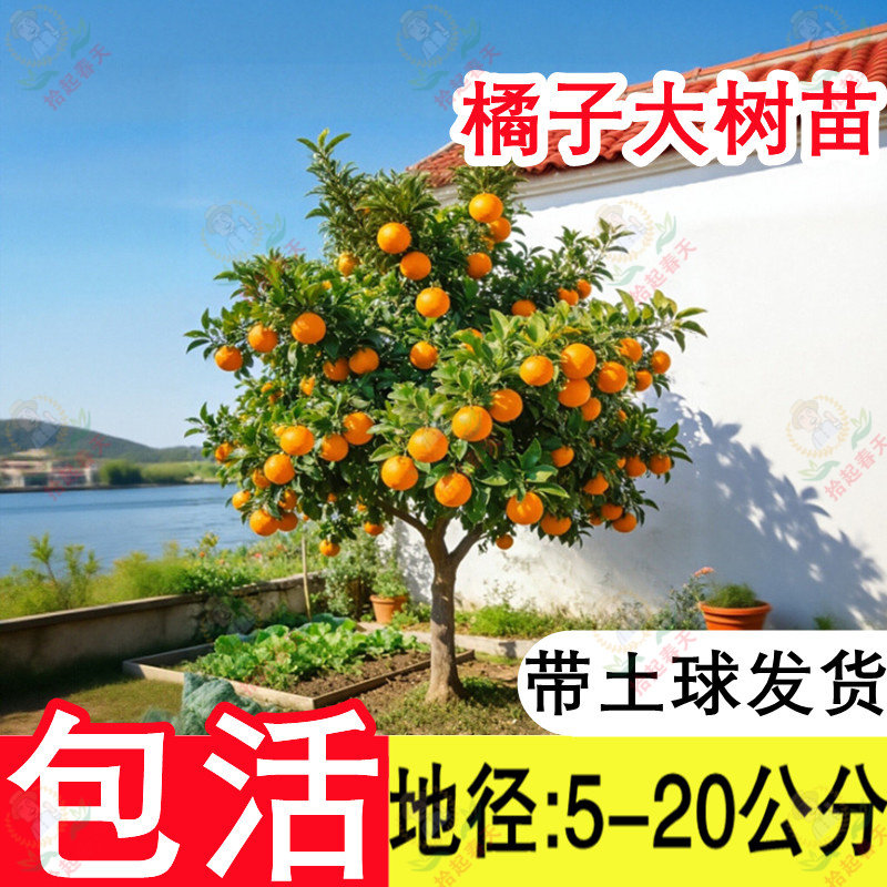 5-20公分粗带花苞橘子树带土球