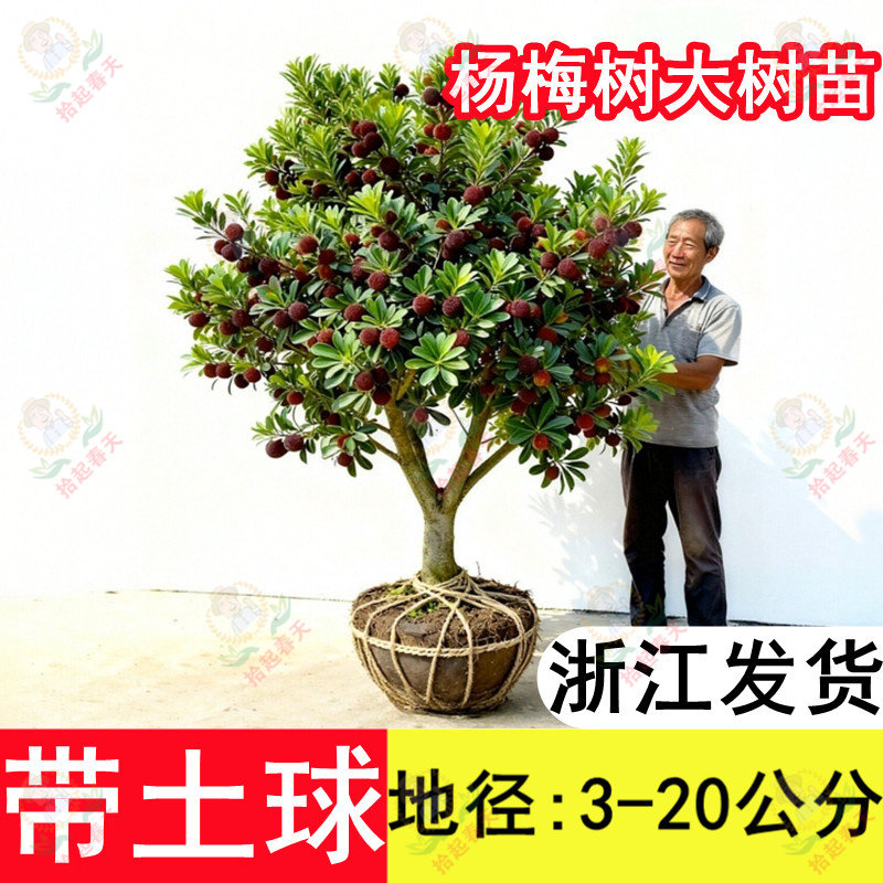 带土球发货东魁黑炭杨梅树树苗