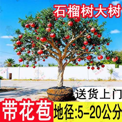 带果带刺突尼斯石榴树苗带土球