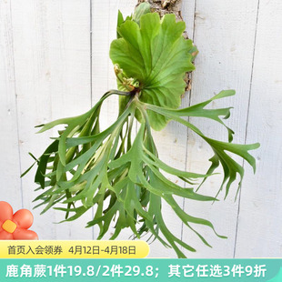 海蒂 花园绿植薄荷盆栽植物室内花卉植物室内花球兰迷迭香盆栽