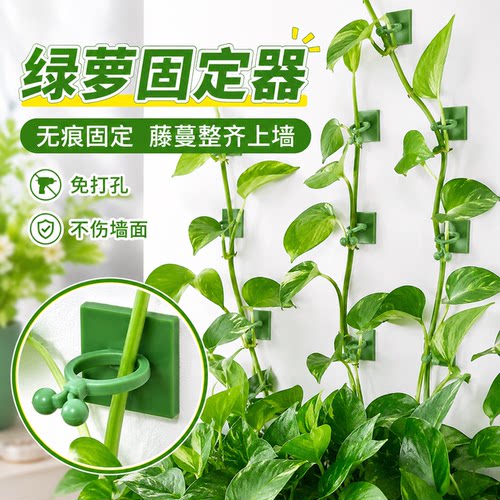绿萝爬墙无痕无粘固定器