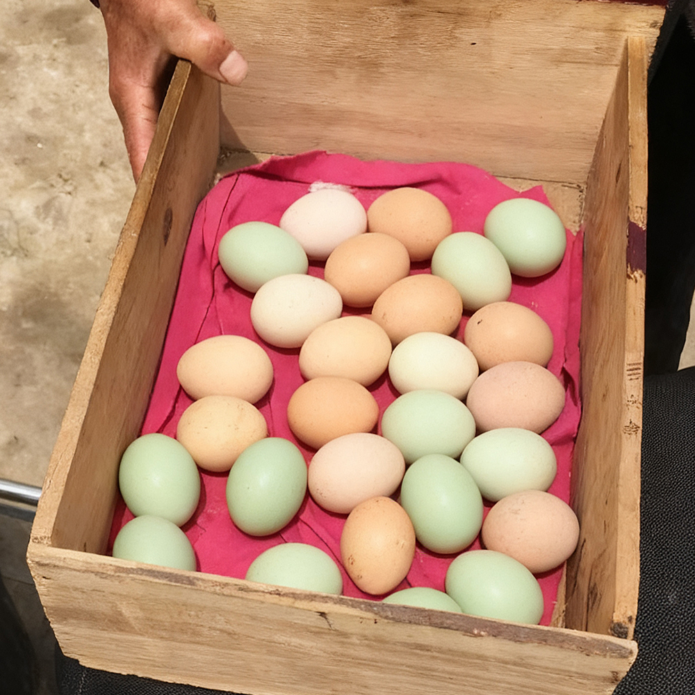 农村山林放养正宗土鸡蛋】农家散养现捡新鲜土鸡蛋稻谷杂粮草鸡蛋