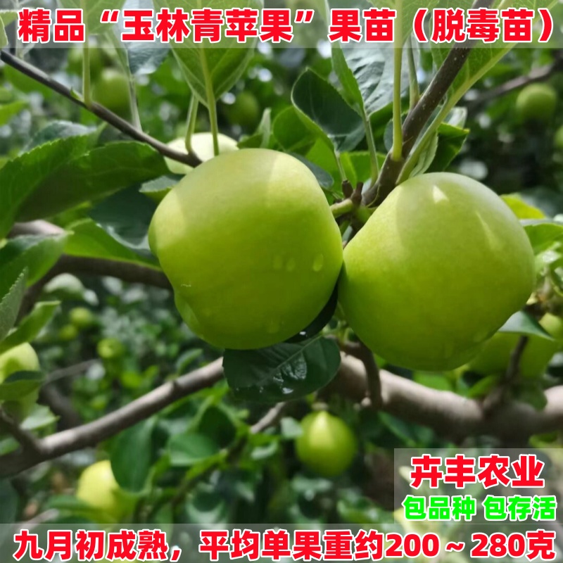 玉林青苹果树苗中熟丰产脆甜