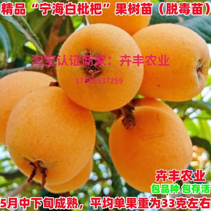 宁海白枇杷苗嫁接早熟大五星白沙枇杷树苗盆栽南北方种植当年结果