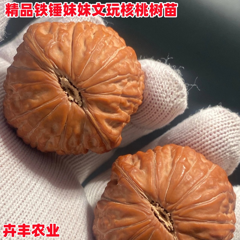 铁锤妹妹核桃树苗早熟丰产文玩