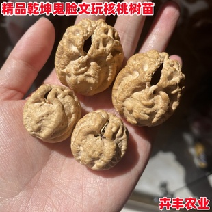 文玩核桃树苗南北方种植斗战圣核乾坤鬼脸核桃苗盆栽地栽当年结果