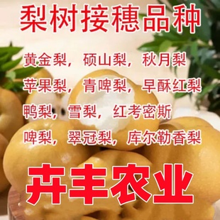 鸭梨条子雪黄金砀山梨秋月苹果梨啤梨香酥梨梨树嫁接枝条梨树码子