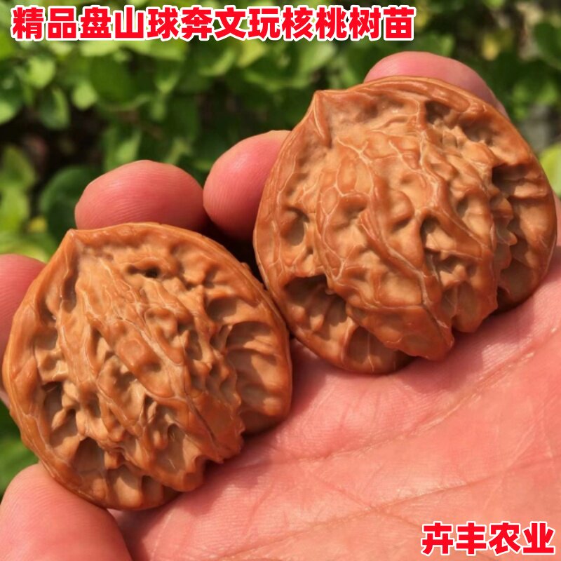 文玩核桃树苗盘山球奔异形三棱正奔麻核桃苗南方北方种植当年结果