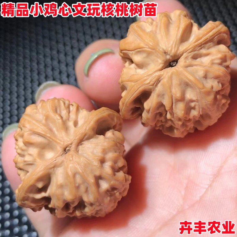 小鸡心文玩核桃树苗赤龙鸡心异形麻核桃苗秋子南北方盆栽地栽种植