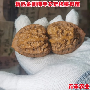 金刚佛手文玩核桃树苗把玩铁核桃苗南方北方种植盆栽地栽当年结果