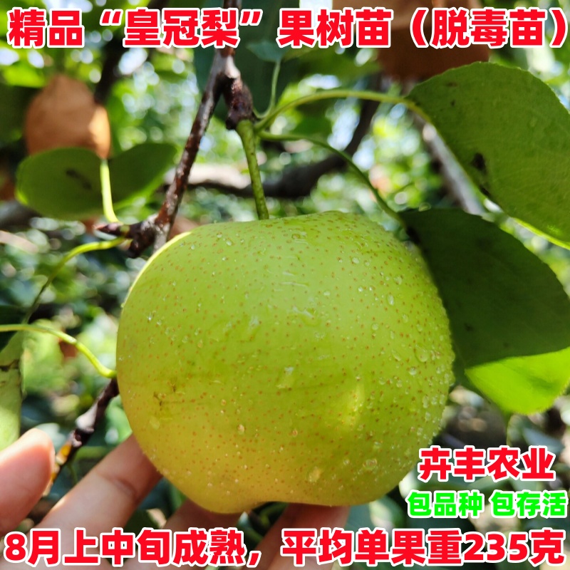 皇冠梨树苗中熟丰产软甜多汁