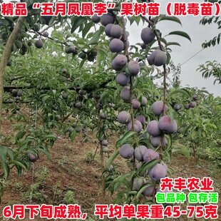 五月凤凰李树苗嫁接五月脆李子苗早熟一点红脆甜脱骨李子果树苗南