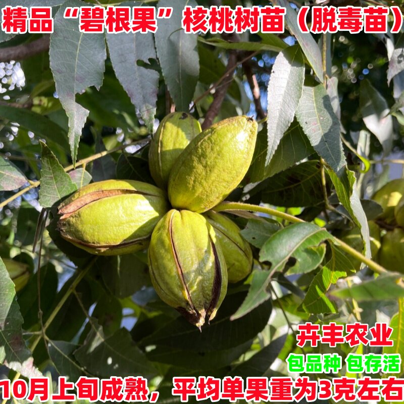 美国山核桃树苗嫁接碧根果树苗核桃苗南方北方种植当年结果盆地栽