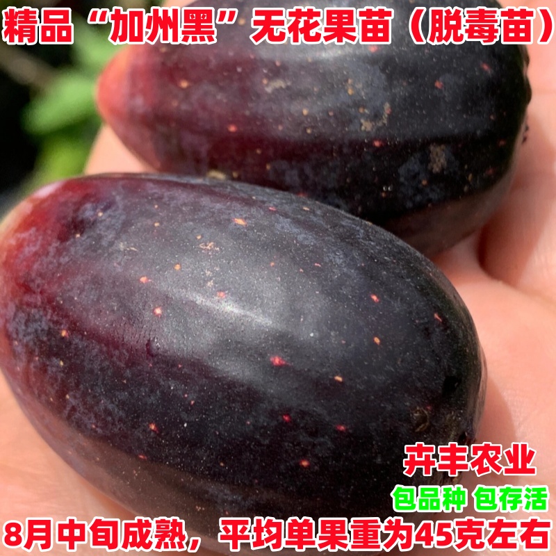 加州黑焦黑无花果树苗矮化阳台盆栽南方北方种植庭院地栽当年结果