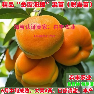 金霞油蟠早熟丰产特大脆甜脱骨